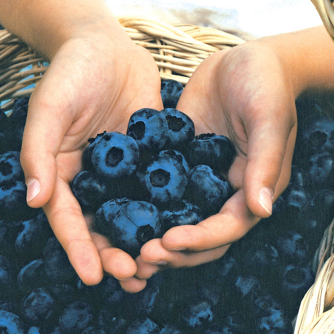 CHANDLER-BLUEBERRY