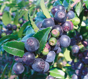 Close-up of Evergreen Huckleberry branch showcasing clusters of ripe dark purple berries and glossy green leaves