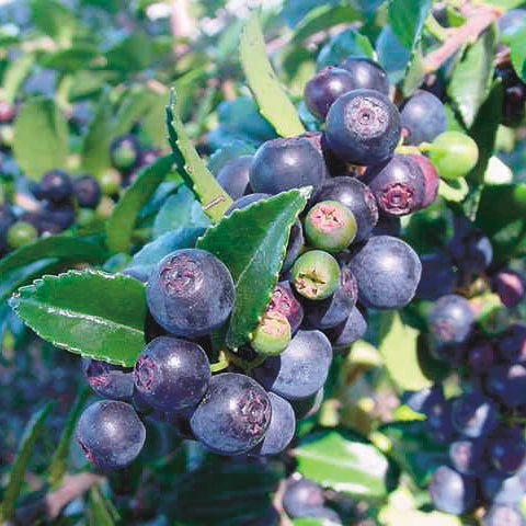 Close-up of Evergreen Huckleberry branch showcasing clusters of ripe dark purple berries and glossy green leaves