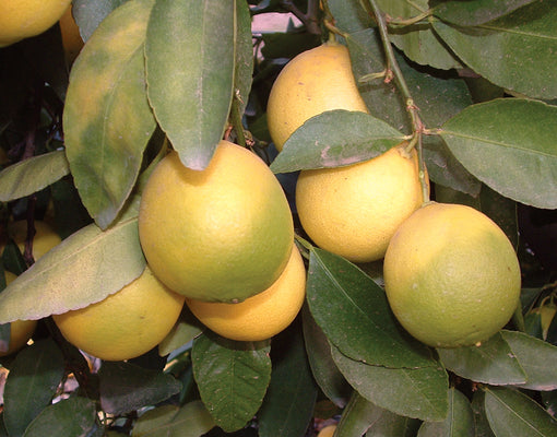 Close-up of Bearss lime tree branch with clusters of yellow-green 2–3 inch limes and glossy leaves