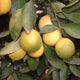 Close-up of Bearss lime tree branch with clusters of yellow-green 2–3 inch limes and glossy leaves