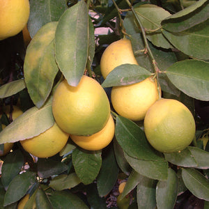 Close-up of Bearss lime tree branch with clusters of yellow-green 2–3 inch limes and glossy leaves