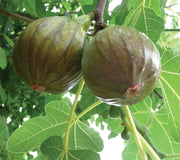 OLYMPIAN-FIG