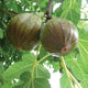 OLYMPIAN-FIG