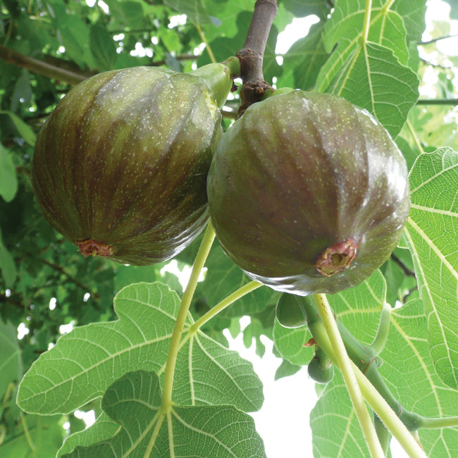 OLYMPIAN-FIG