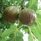 OLYMPIAN-FIG