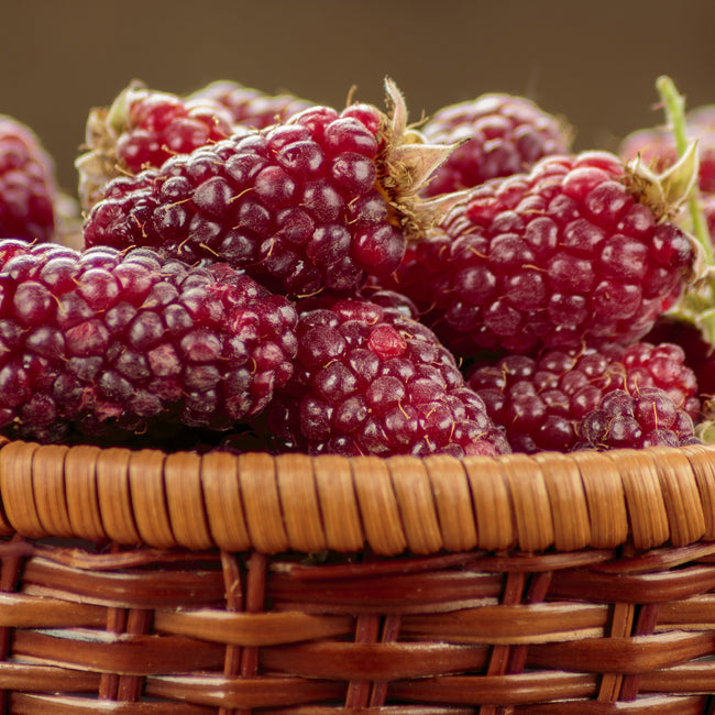 TAYBERRY-TAYBERRY
