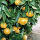 Close-up of Owari Satsuma mandarin tree branch with clusters of ripe small orange fruit among glossy green leaves