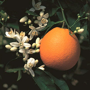 Close-up of Washington navel orange on tree showing ripe orange fruit and green leaves