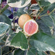 Close-up of Variegated Pink Lemon plant showing halved fruit with pink flesh and variegated green-and-cream leaves