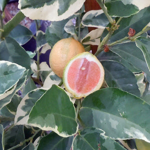 Close-up of Variegated Pink Lemon plant showing halved fruit with pink flesh and variegated green-and-cream leaves