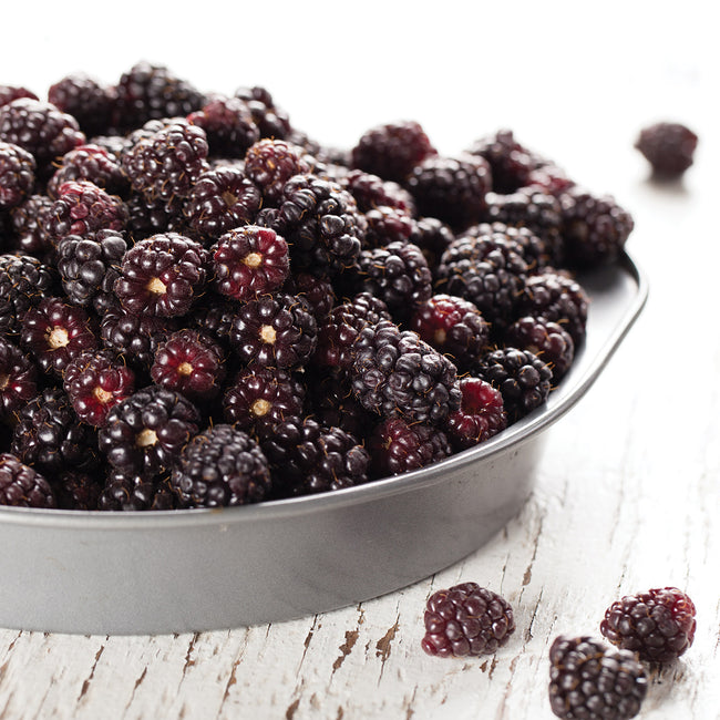 THORNLESS BOYSENBERRY-BOYSENBERRY