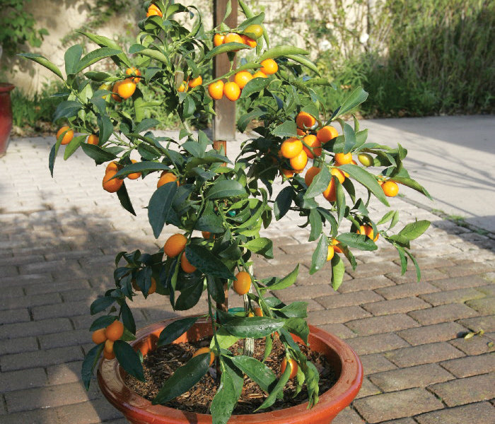 Front view of potted Nagami kumquat tree showcasing ripe orange fruit and glossy green leaves