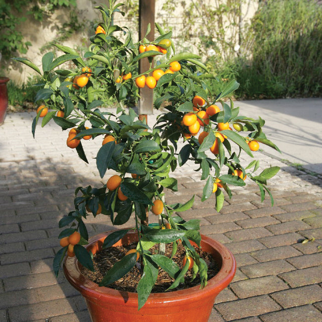 Front view of potted Nagami kumquat tree showcasing ripe orange fruit and glossy green leaves
