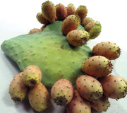Close-up of Luther Burbank thornless Opuntia prickly pear pad showcasing clustered orange-pink fruit on a white background
