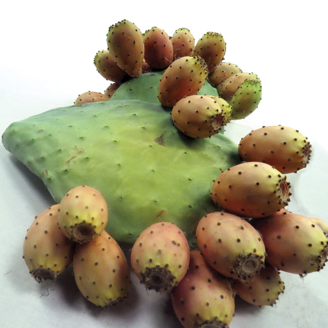 Close-up of Luther Burbank thornless Opuntia prickly pear pad showcasing clustered orange-pink fruit on a white background