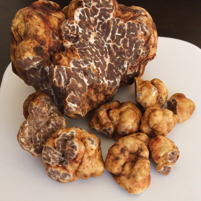 Close-up of Bianchetto truffles showing marbled interior and knobby pale-tan exterior on a white plate