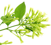 Close-up of Night Blooming Jasmine plant stem showcasing clusters of lime green trumpet-shaped buds on a white background