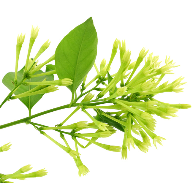 Close-up of Night Blooming Jasmine plant stem showcasing clusters of lime green trumpet-shaped buds on a white background