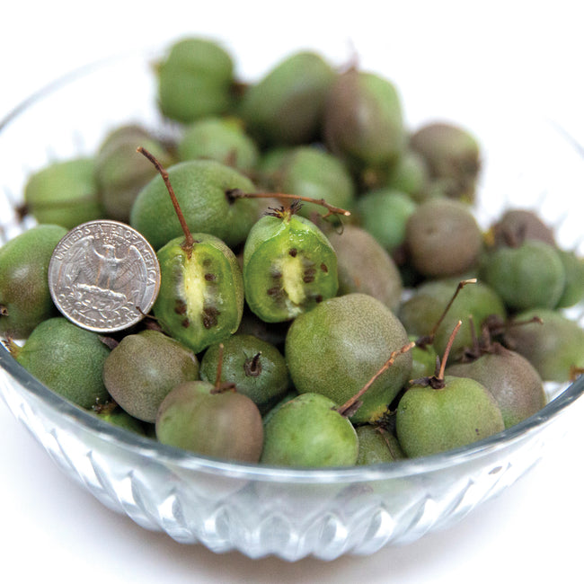 Close-up of Prolific kiwifruits in a bowl showing small smooth-skinned green fruit with a coin for scale