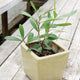 Front view of potted Yerba Maté plant showing glossy green leaves in a square beige planter on a wood deck