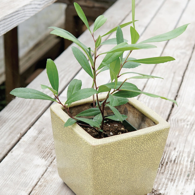 Front view of potted Yerba Maté plant showing glossy green leaves in a square beige planter on a wood deck