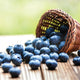 Close-up of Earliblue Blueberry Plant showcasing large light-blue fruit beside a woven basket