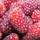 Close-up of loganberry plant showcasing ripe ruby-red, bumpy berries on the stems