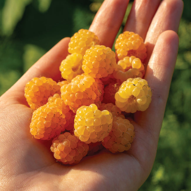 DOUBLE GOLD-RASPBERRY