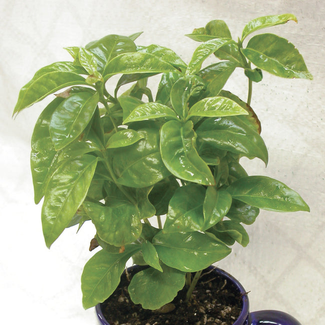 Front view of coffee plant in a small blue pot showcasing glossy dark green leaves against a plain light background