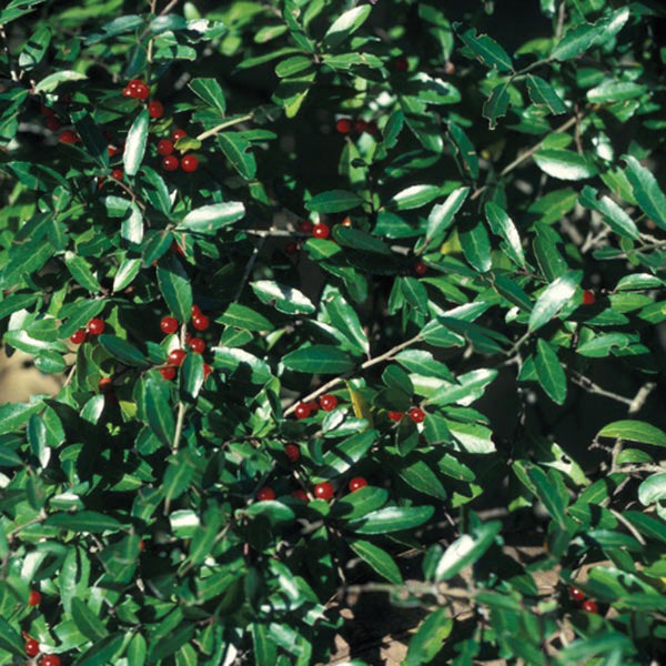 Close up of yaupon plant showcasing glossy green leaves and small red berries with dark soil background