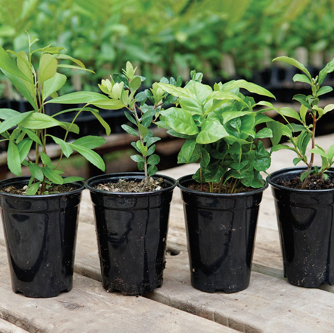 Front view of Quad-Shot Caffeinated Combo: four young potted plants, coffee, large-leaf tea, yerba maté, and yaupon