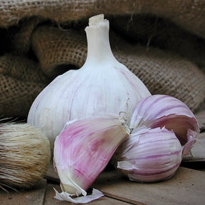 Front view of Purple Glazer hardneck garlic bulb showing satiny purple-tinged clove wrappers with burlap background