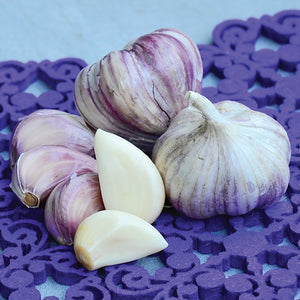 Front view of Purple Glazer garlic bulbs showing purple-streaked wrappers and a halved clove on a purple knit background