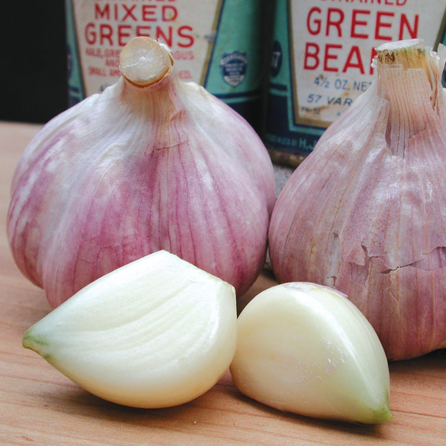 Front view of Bavarian Purple garlic bulbs with a halved clove showing creamy interior on a white background