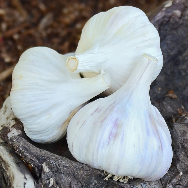 Close-up of two Persian Star garlic bulbs showing white papery wrappers and lilac-streaked clove skins on a soil background