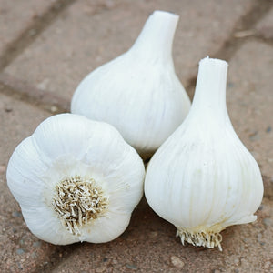 Front view of Georgian Fire garlic bulbs showcasing smooth white porcelain skins and trimmed roots on a dirt surface