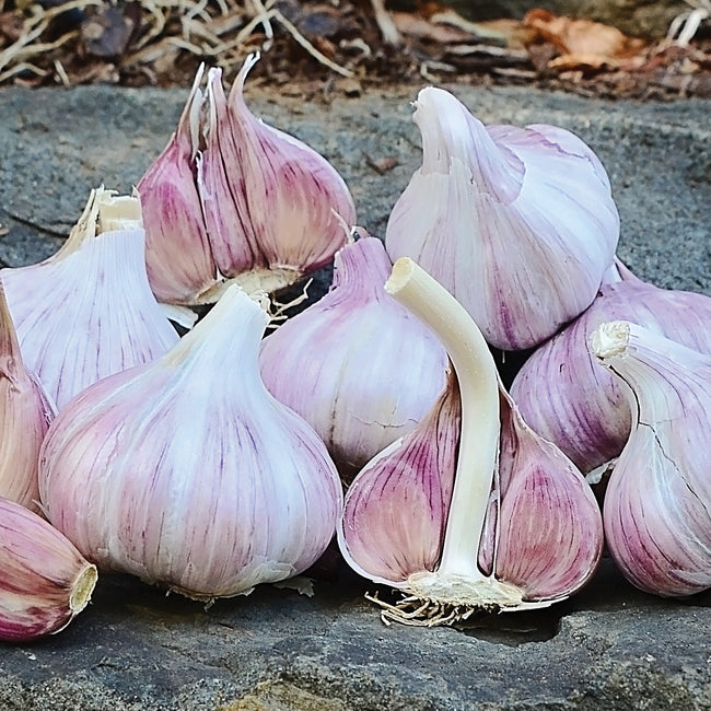 Close-up of Duganski garlic bulbs showing purple-striped wrappers and exposed cloves on a white background