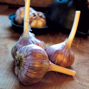 Close-up of Duganski garlic bulbs showcasing purple-striped outer wrappers and large cloves on a white background