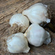 Top-down view of four Premium Northern White garlic heads with smooth white papery skins on weathered wood