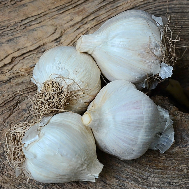 Top-down view of four Premium Northern White garlic heads with smooth white papery skins on weathered wood