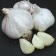 Close-up of Premium Northern White garlic heads showing large peeled cloves on a black background
