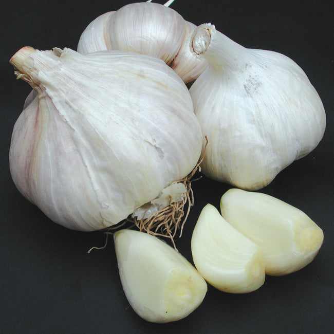Close-up of Premium Northern White garlic heads showing large peeled cloves on a black background