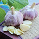 Close-up of Siberian hardneck garlic bulbs showing light pink skins and several separated cloves on a woven mat