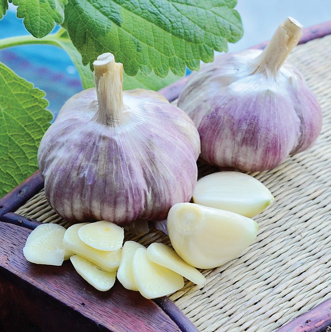 Close-up of Siberian hardneck garlic bulbs showing light pink skins and several separated cloves on a woven mat