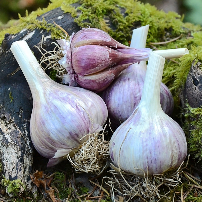 Front view of Vietnamese Red garlic bulbs showcasing purple-striped skins with three bulbs on a light background