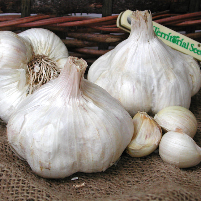 Close-up of Early Red Italian garlic bulbs showing large creamy-white heads and individual cloves on a burlap surface