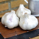 Front view of two Inchelium Red garlic bulbs showcasing artichoke-type softneck heads with pink-tinged papery skins on a wooden surface