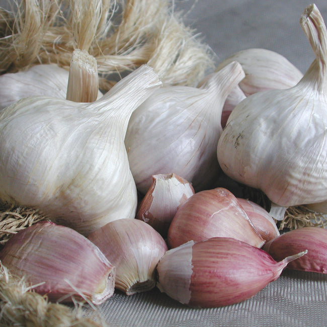 Close-up of Italian Late garlic bulbs showing whole bulbs and a few separated pink-tinged cloves on white background