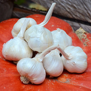 Close-up of Italian Late garlic bulbs showing white papery skins and long stems on an orange pumpkin background